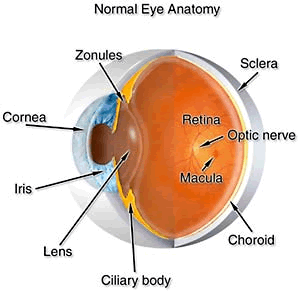 Glossary of Lasik Surgery Medical Terms